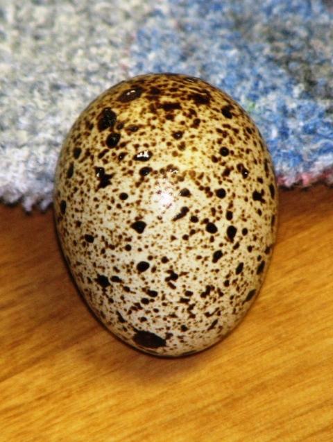 30370_eggs_008.jpg