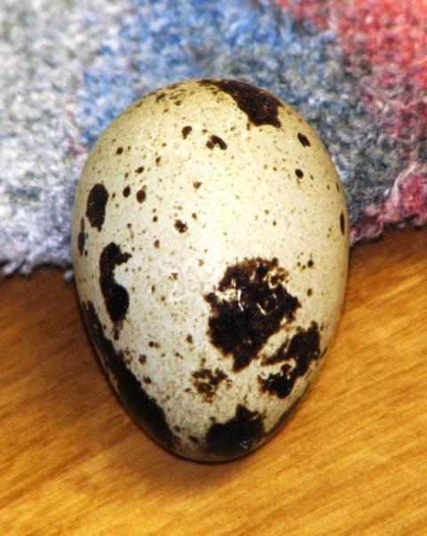 30370_eggs_010.jpg