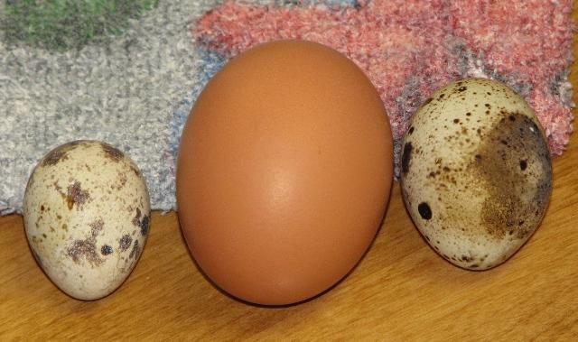 30370_eggs_011.jpg