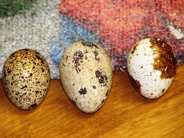 30370_eggs_013.jpg