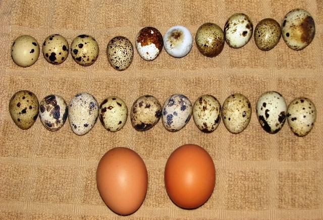 30370_eggs_014.jpg