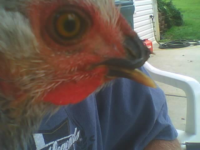 30384_chicken1_001.jpg