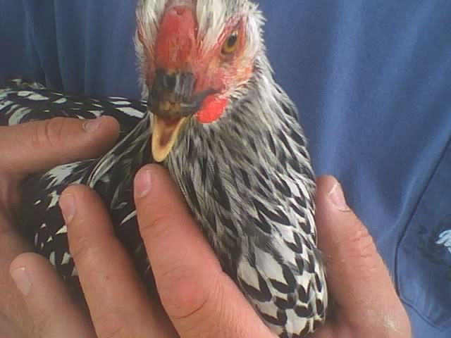 30384_chicken2.jpg