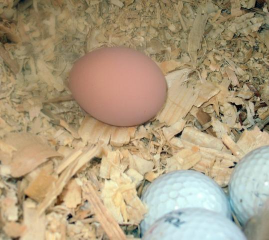 30389_egg2.jpg