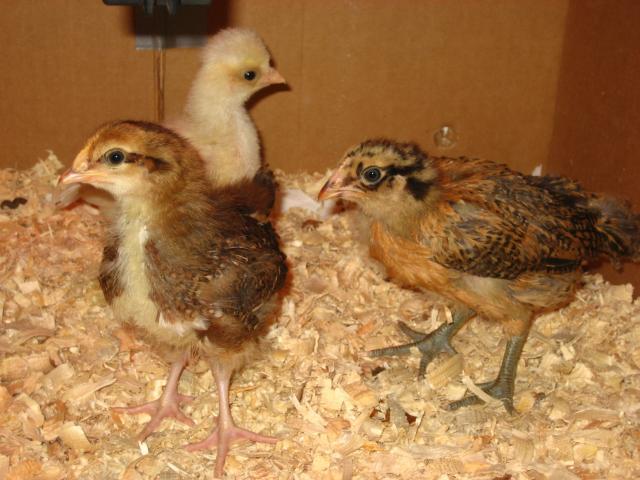 30403_chicks_001.jpg