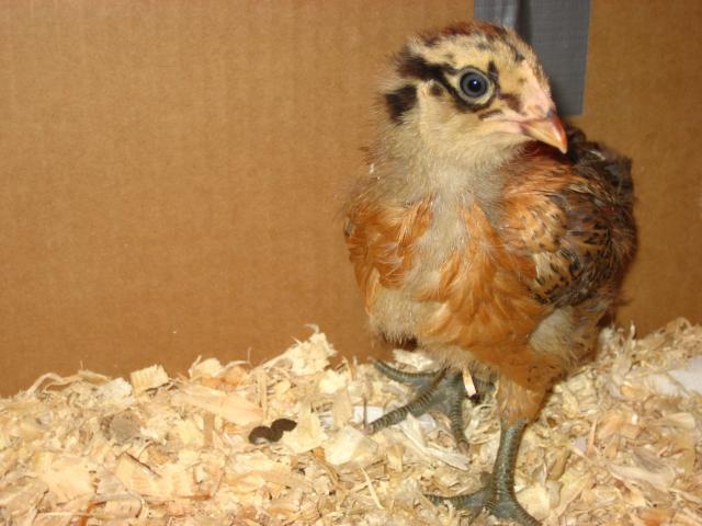 30403_chicks_002.jpg