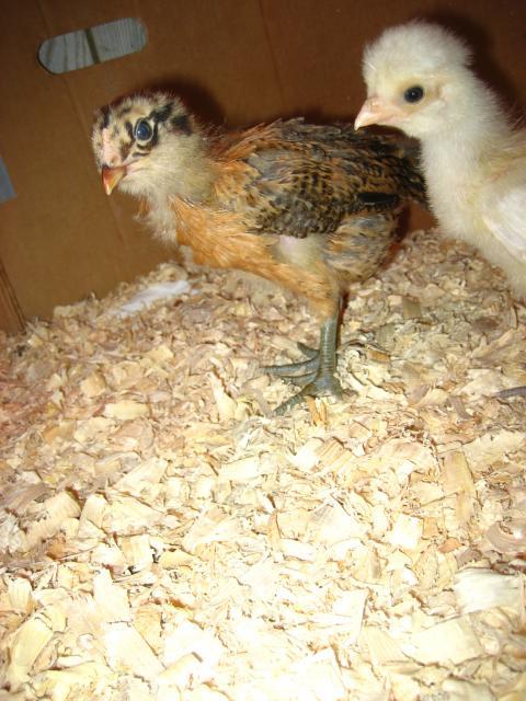 30403_chicks_005.jpg