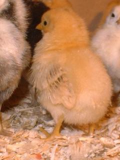 30408_eggbutt.jpg