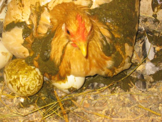 30408_shicken2.jpg