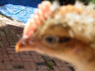 30464_chickens_2_001.jpg