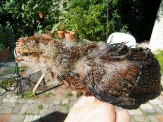30464_chickens_2_005.jpg