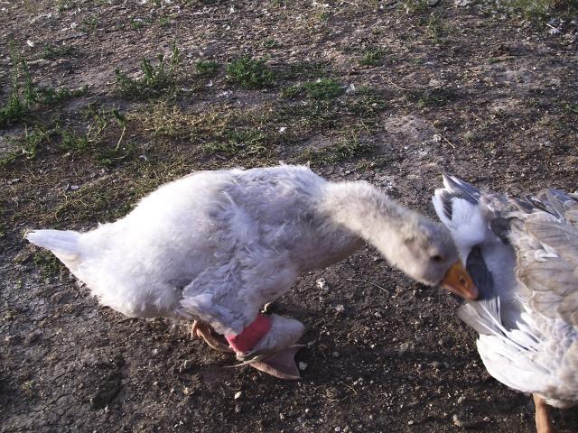 30466_pict0372.jpg