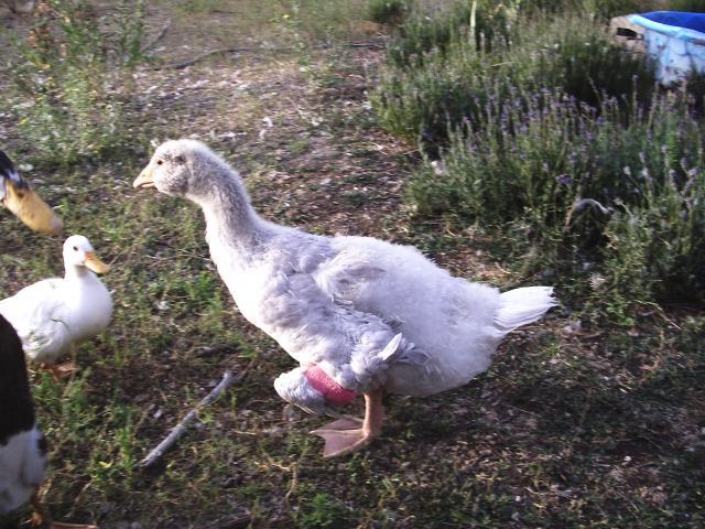 30466_pict0373.jpg