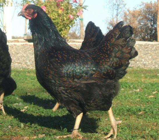 30473_barnevelder_pullet_20.jpg