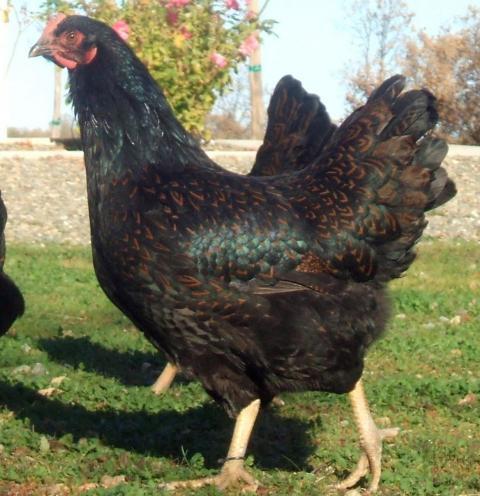 30473_barnevelder_pullet_cropped_pic.jpg
