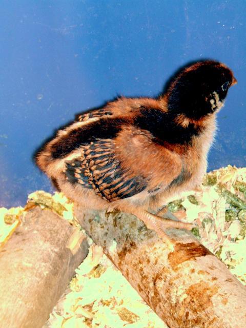 30473_barnie_female_chick.jpg