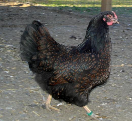 30473_best_barnie_pullet_2_2012.jpg