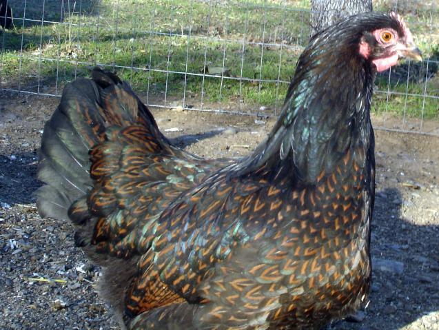 30473_best_barnie_pullet_3_2012.jpg
