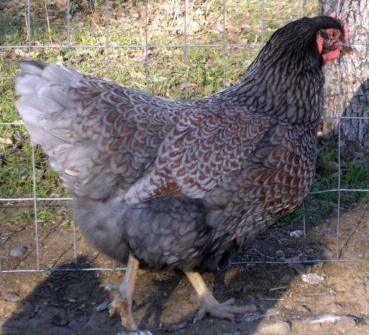 30473_best_blue_pullet_2011.jpg