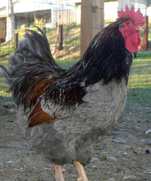 30473_blue_cockerel_2012_2.jpg