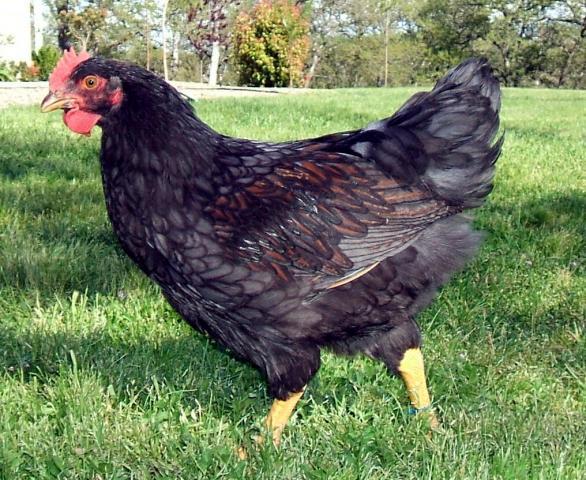 30473_blue_cockerel_april.jpg