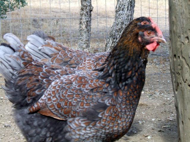 30473_blue_laced_pullets_2.jpg