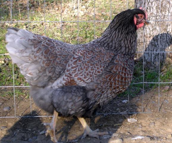 30473_blue_pullet_2012.jpg