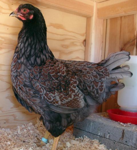 30473_blue_pullet_double_laced.jpg