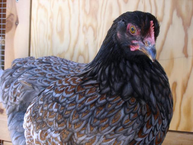 30473_blue_pullet_double_laced2.jpg