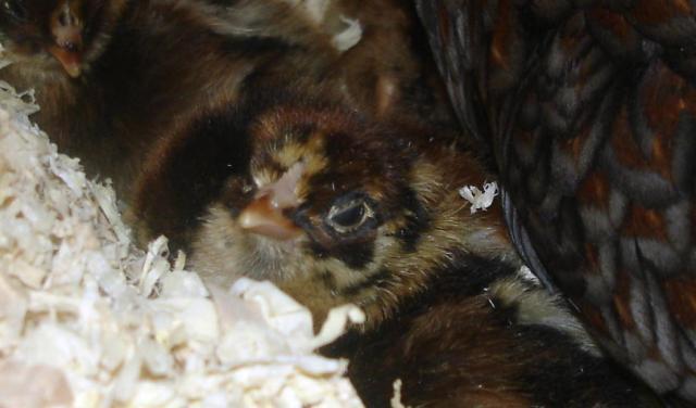30473_born_with_stink_eye.jpg