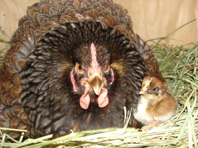 30473_broody_blue_hen_002.jpg