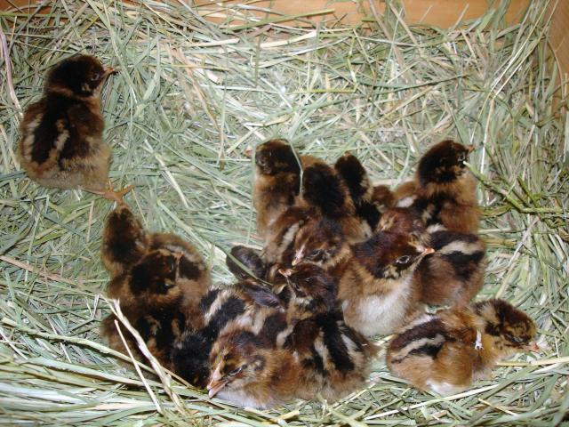 30473_broody_hen_and_chicks_002.jpg