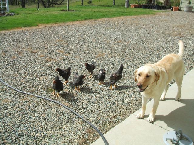30473_chickens_038.jpg