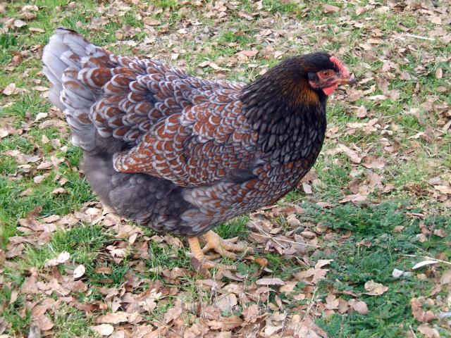 30473_chickens_063.jpg