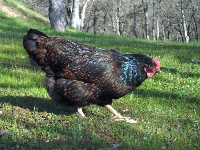 30473_chickens_262.jpg