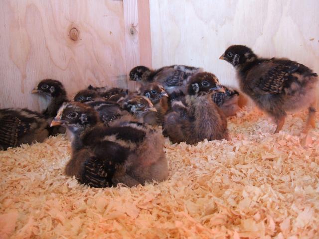 30473_chickens_478.jpg
