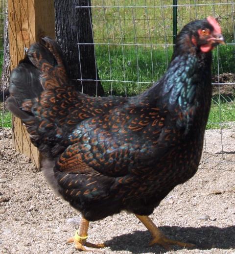 30473_chickens_488_2.jpg