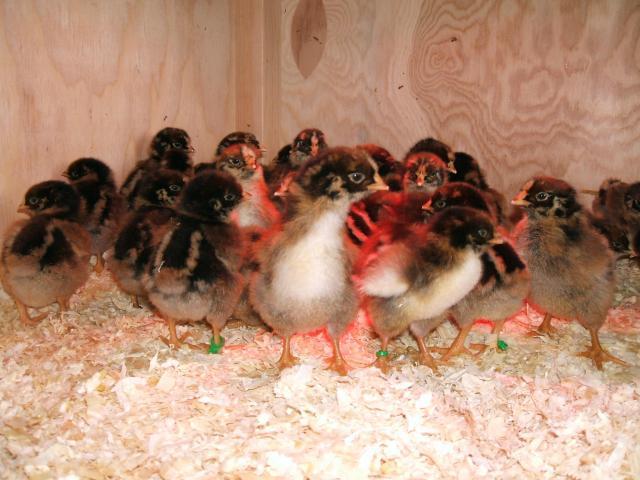 30473_chickens_497.jpg