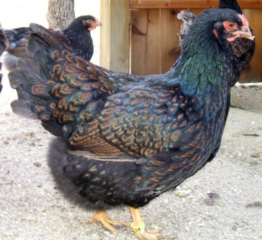 30473_chickens_510.jpg