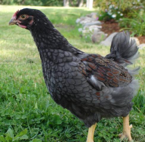 30473_chickens_537.jpg