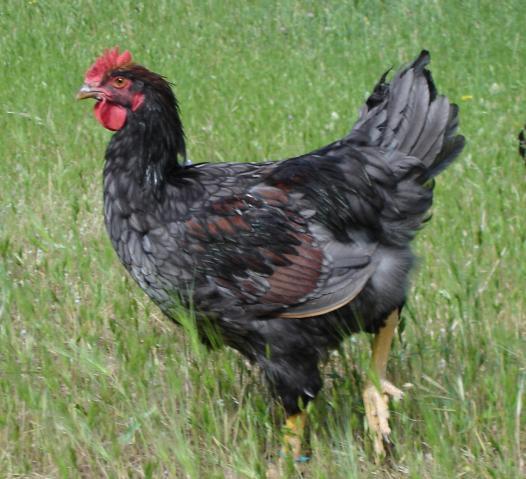 30473_chickens_582.jpg