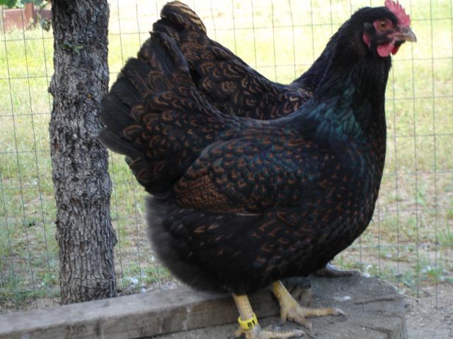 30473_chickens_596.jpg