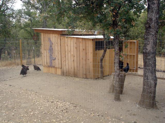 30473_chickens_625.jpg
