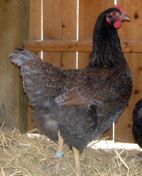 30473_chickens_627.jpg