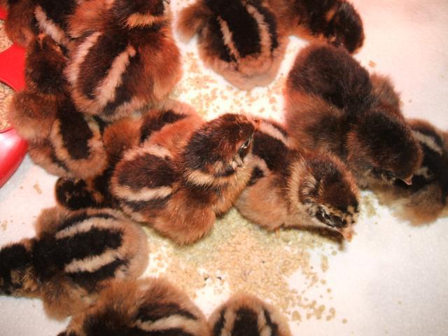 New Barnevelder Chicks Wow Page 2 Backyard Chickens
