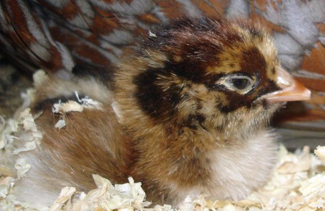 30473_close_up_chick.jpg