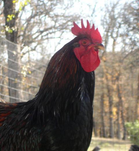 30473_cockerel_2012_vb_johan_009.jpg