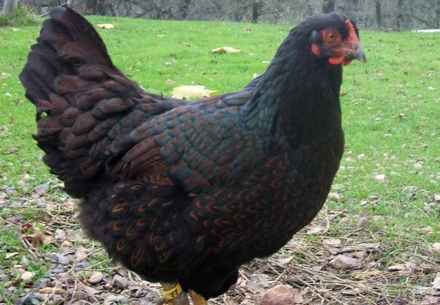 30473_cornevelder_pullet.jpg