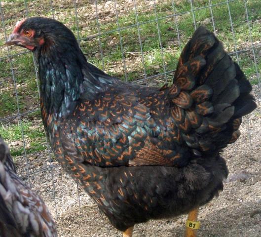 30473_cornevelder_pullet_81.jpg