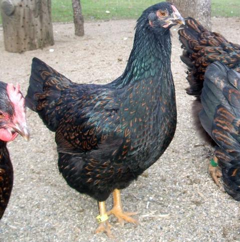 30473_cornevelder_pullet_83.jpg